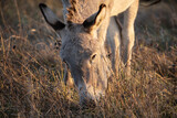 Donkey, side-view portrait of grazing young grey donkey, Equus asinus
