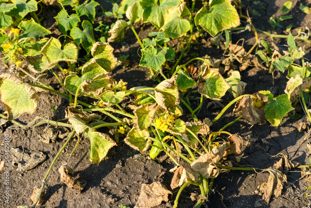Cucumbers disease: dry burnt leaves. Pest control and cultivation concept cucumber Cucumbers disease: dry burnt leaves. Pest control and cultivation concept cucumber