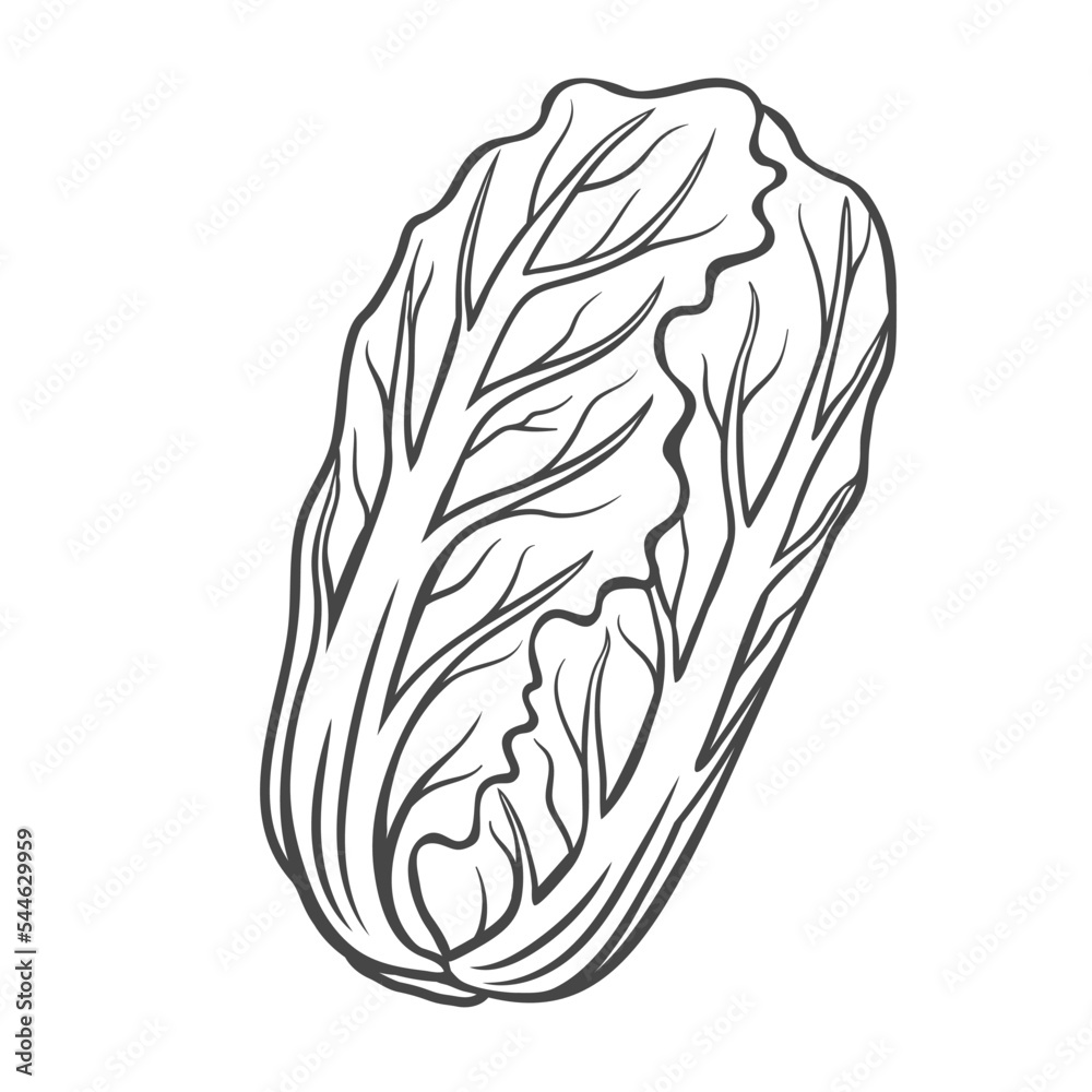 Aggregate 90+ sketch of cabbage in.eteachers