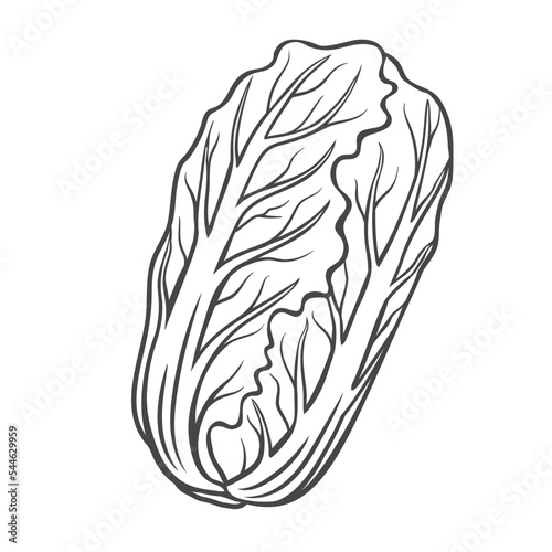 Chinese cabbage outline icon vector illustration. Hand drawn line sketch of organic cabbage head with fresh leaves, healthy agriculture leaf vegetable, natural plant and food ingredient for eating