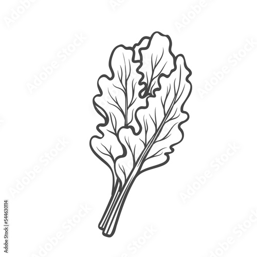 Chard outline icon vector illustration. Hand drawn line sketch of Swiss chard plant and bunch of organic leaf vegetable from farm garden, market and grocery store, natural leaf for healthy salad