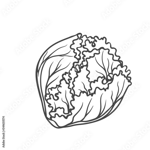 Iceberg lettuce outline icon vector illustration. Hand drawn line sketch of natural crisphead agriculture plant and leaf garden vegetable with crisp leaves, food ingredient for cooking iceberg salad