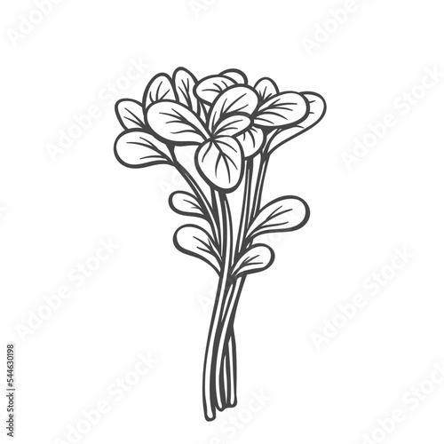 Garden cress outline icon vector illustration. Hand drawn line sketch of flavour and aroma herb, summer and spring natural young sprout of leaf vegetable, cress plant for cooking healthy salad photo