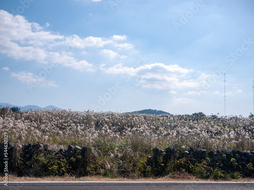 land of silver grass photo