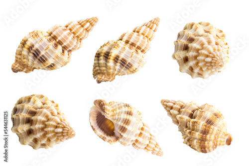 Conch shell isolated on white background
