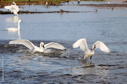 Fotografi Bewick's or tundra swans landing on the water