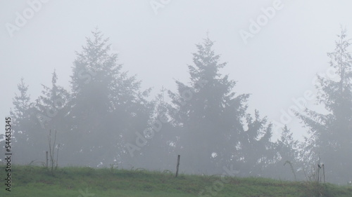 Nebel