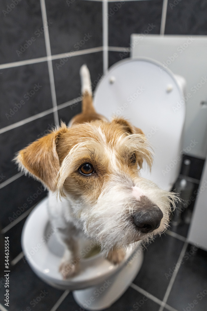 Jack Russell Terrier stands in the bathroom on a white toilet. A shell is visible in the background. Dog peeing and pooping