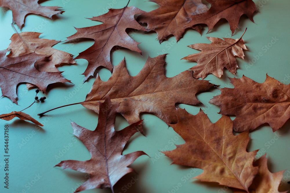 Dry fallen autumn oak leaves on a green background, autumn background Dry fallen autumn oak leaves on a green background, autumn background