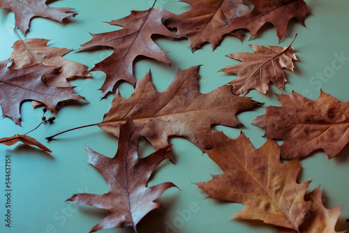 Dry fallen autumn oak leaves on a green background, autumn background