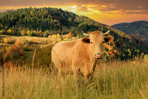 cow on mountain pasture