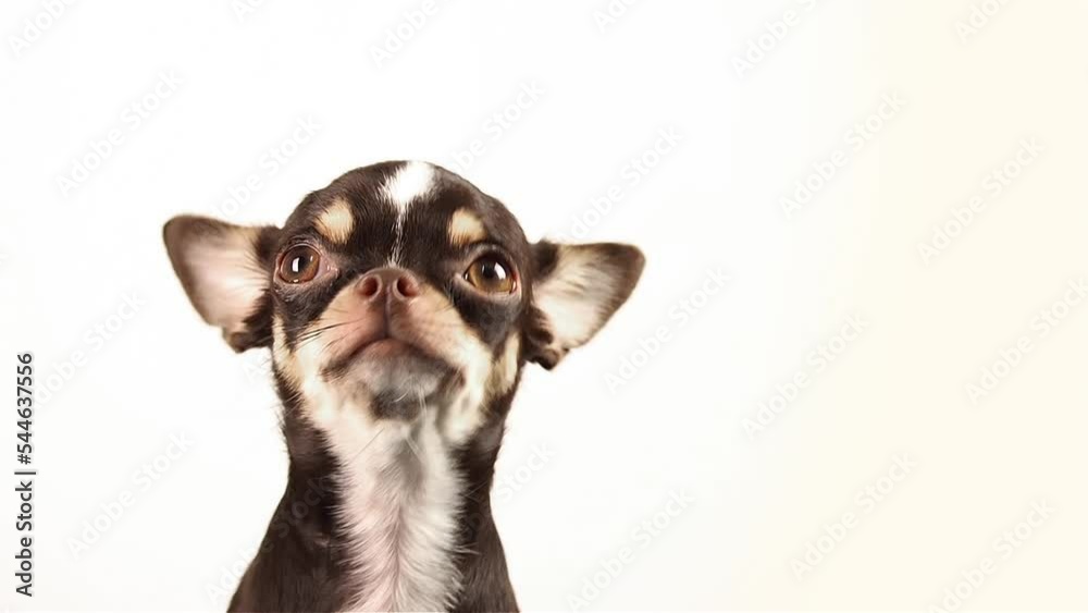 The puppy is afraid lovely dog looking scared Closeup portrait on white background in studio The puppy is afraid lovely dog looking scared Closeup portrait on white background in studio