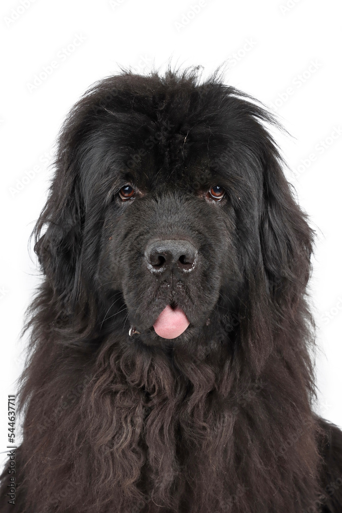 portrait of black newfoundland dog isolated on white 