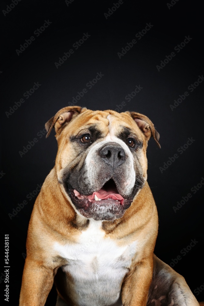 Bulldog continental isolated on black background Bulldog continental isolated on black background