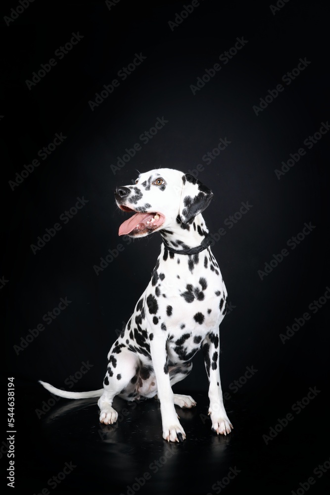 dalmatian dog isolated on black