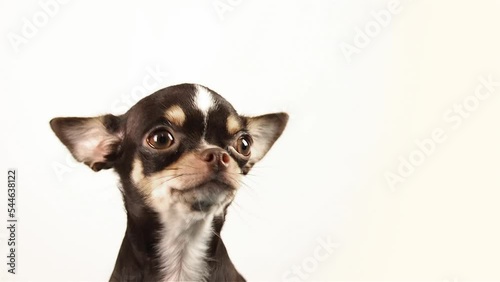 The puppy is afraid lovely dog looking scared Closeup portrait on white background in studio