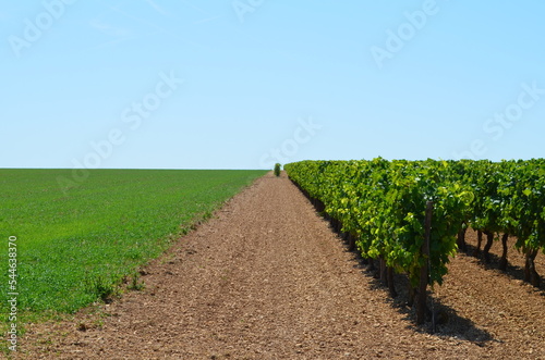 Paysage de la région d'Aulnay (Charente-Maritime - Nouvelle-Aquitaine - France) photo