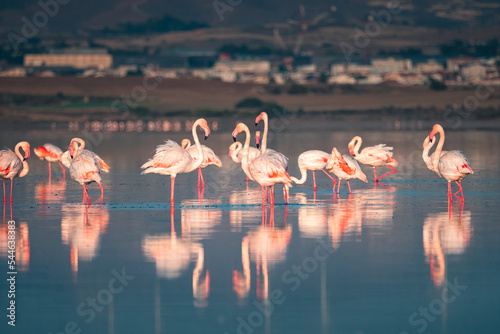Obraz na płótnie Pink flamingo at Larnaca Salt Lake in Larnaca, Cyprus w salonie