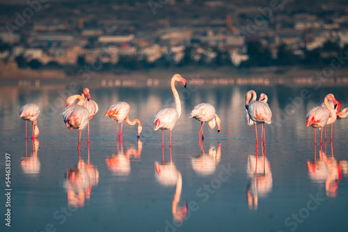 Pink flamingo at Larnaca Salt Lake in Larnaca, Cyprus photo