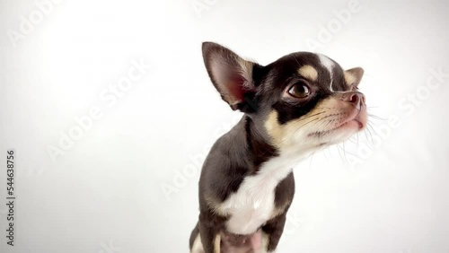 The puppy is afraid lovely dog looking scared Closeup portrait on white background in studio