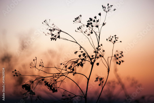 silhouette of a plant in sunset