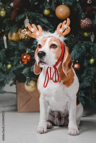 Cute dog with reindeer antlers on background of Christmas tree. Happy New Year, Christmas holidays and celebration. Dog (pet) near the Christmas tree. 