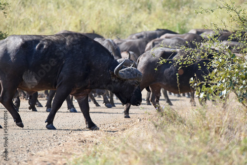 Fototapeta Naklejka Na Ścianę i Meble -  Herd of Cape buffalo crossing a road in Kruger National Park