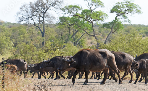 Herd of Cape buffalo crossing a road in Kruger National Park
