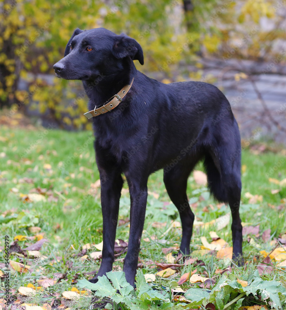 black dog full body photo on green grass background