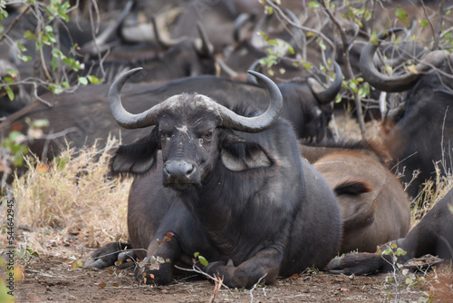 Cape buffalo resting in the shade