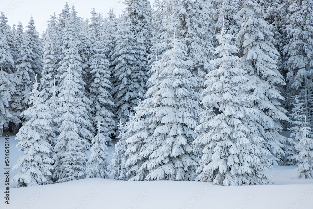 amazing winter landscape with snowy fir trees in the mountains amazing winter landscape with snowy fir trees in the mountains