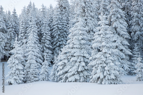 amazing winter landscape with snowy fir trees in the mountains © Melinda Nagy