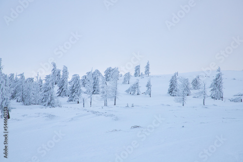 amazing winter landscape with snowy fir trees in the mountains