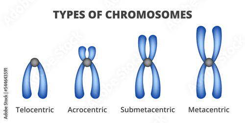 Vector illustration of types of chromosomes isolated on a white background. Classification of chromosomes based on the position of centromere – telocentric, acrocentric, submetacentric, metacentric. photo