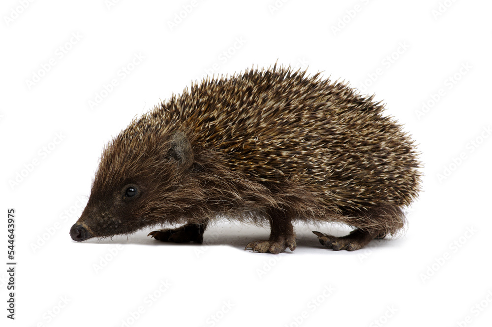 Fototapeta premium European hedgehog isolated on white