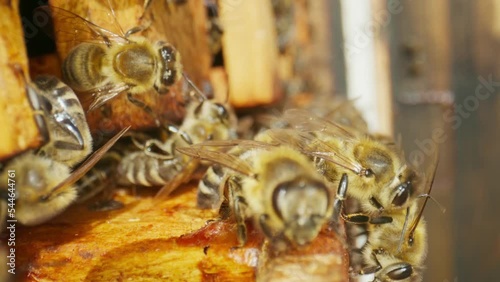 A large family of honey bees climbs on wooden frames in a beehive close-up. photo