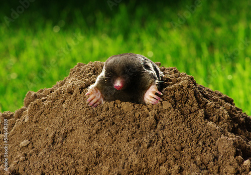 European mole crawling out of molehill photo