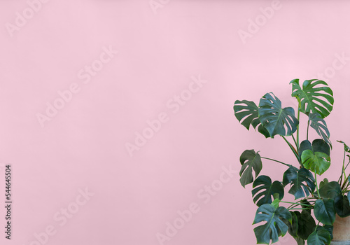 Monstera plant pink background with space for text
