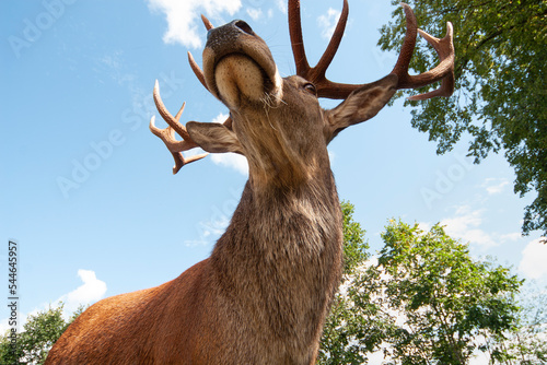 Large Sika deer photographed from underneath photo