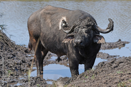 Cape buffalo taking a mud bath in Kruger National Park