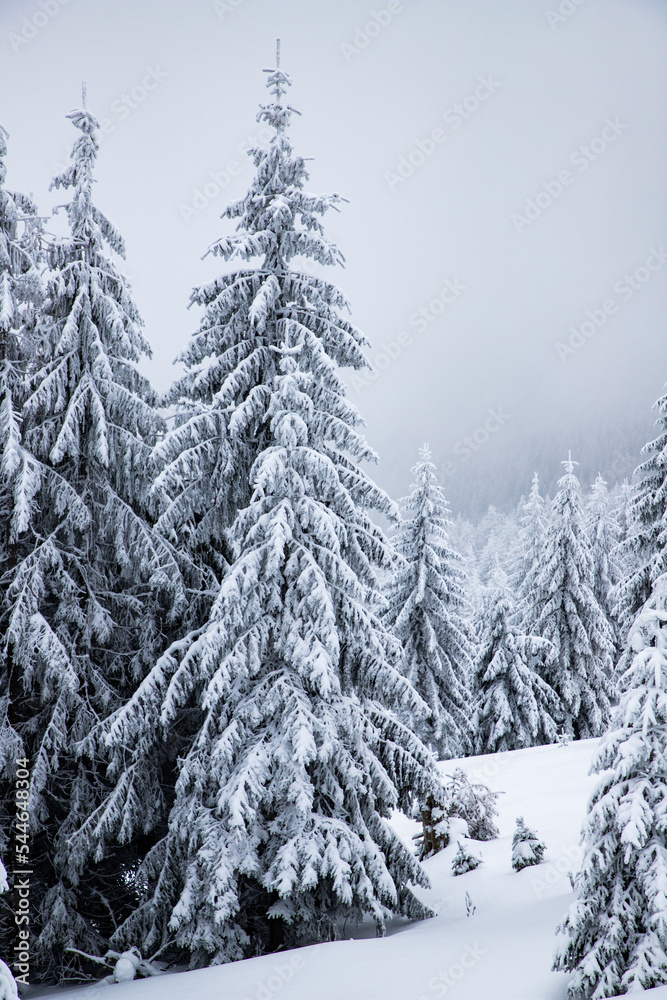 Naklejka premium magical frozen winter landscape with snow covered fir trees