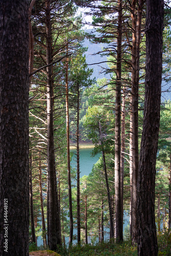 Obraz na płótnie Lake Engolasters in Andorra. Coniferous trees and lake between them. w salonie