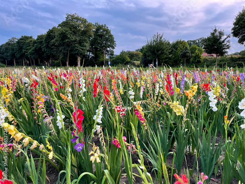 View of a field with blooming colourful gladiolus flowers in vibrant red, pink, yellow and white colors in sunset time