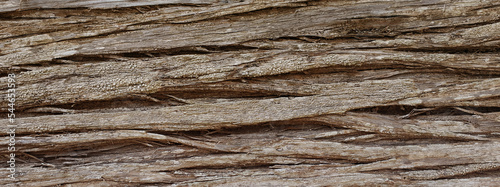 wide panoramic top view of a beautiful tree bark texture. Natural forest texture background for design