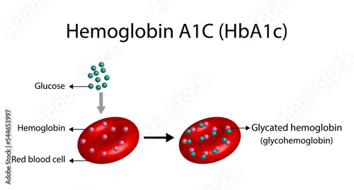 Hemoglobin A1C (HbA1c) blood , Glycated hemoglobin, HbA1c test, Diabetes mellitus. Vector illustration. photo