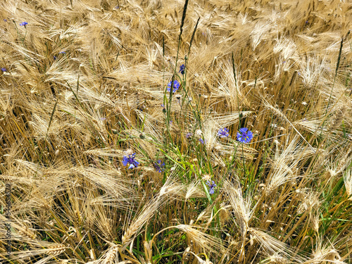 Austria, Agricultural Area, Rye