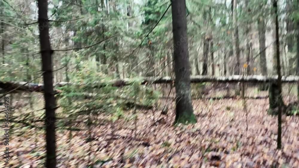 Walking through gloomy autumn coniferous forest. First person view. Dark wet weather. Tree trunks in green moss and brown fallen leaves on ground. Wade through thickets in wood. Walking through gloomy autumn coniferous forest. First person view. Dark wet weather. Tree trunks in green moss and brown fallen leaves on ground. Wade through thickets in wood.