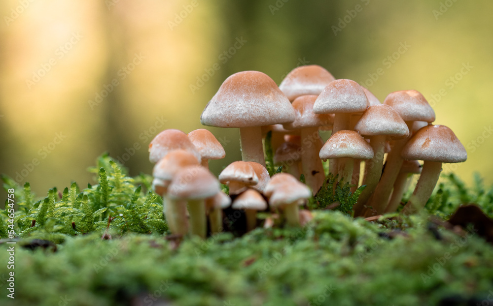 Fototapeta premium Closeup of macro of mushrooms