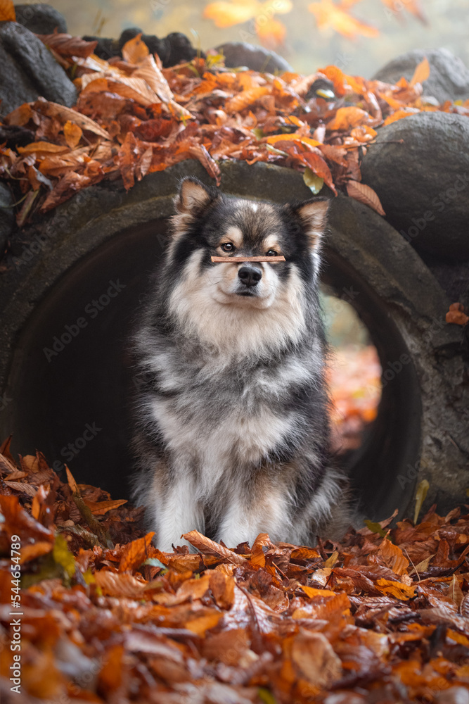 Obraz premium Portrait of Finnish Lapphund dog