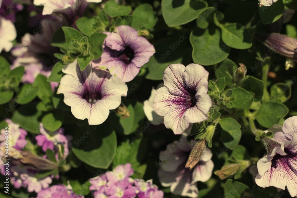 pink and purple flowers pink and purple flowers